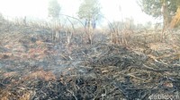 Belum diketahui luas lahan yang terbakar. Lahan tersebut merupakan lahan semi gambut milik warga. (Raja Adil/detikcom)