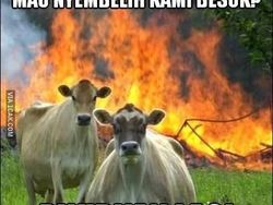 Meme Jenaka Jelang Idul Adha