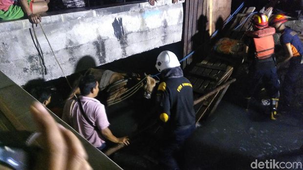 Kaget Suara Petasan, 1 Sapi Kurban Lepas dan Tercebur di Sungai