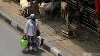 Akibatnya pejalan kaki harus rela berbagi jalan dengan hewan kurban.