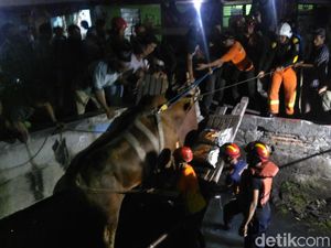 Kaget Suara Petasan, 1 Sapi Kurban Lepas dan Tercebur ke Sungai