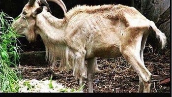 Kalau banyak kambing kurus, tandanya mereka sedang diet. (Foto: internet)