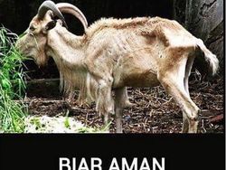 Meme Jenaka Jelang Idul Adha