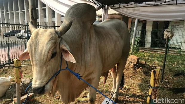 Sapi kurban Jokowi di Masjid Istiqlal. 