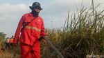 Aksi Pemadaman Kebakaran Lahan di Dekat Wisma Atlet Jakabaring