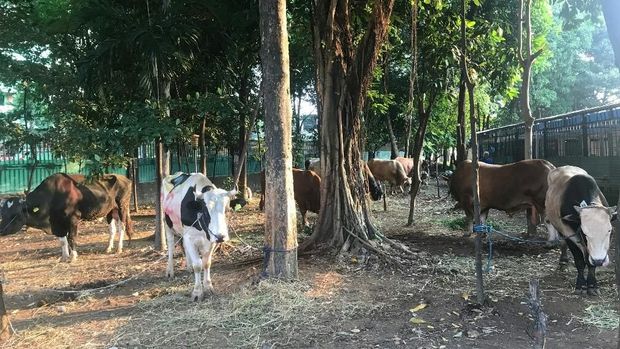 Anies, Kapolri, Hingga Megawati Kurban Sapi di Masjid Istiqlal