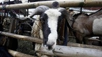 Waspada terhadap hewan kurban dengan frekuensi napas yang tinggi atau batuk-batuk. Bisa jadi itu gejala penyakit pernapasan seperti misalnya tuberkulosis. (Foto: Hasan Alhabshy/detikcom)