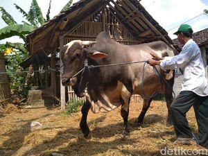 Daging Sapi Kurban Jokowi Akan Dibagi ke Ratusan KK di Sleman