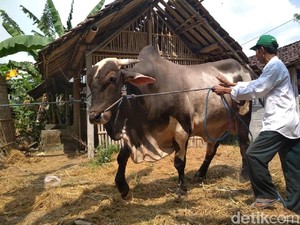 Daging Sapi Kurban Jokowi Akan Dibagi ke Ratusan KK di Sleman