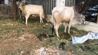 Ada 13 ekor sapi kemudian kambing 151 ekor yang akan dipotong hari ini dan 1.500 kupon daging yang akan dibagikan ke masyarakat. Fotografer: Indra Komara/detikcom