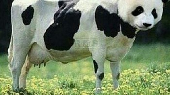 Sapi yang menyamar jadi panda. (Foto: internet)