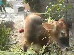 Sapi di Bandar Lampung Ngamuk, Tendang Warga Sampai Muntah Darah-Pingsan