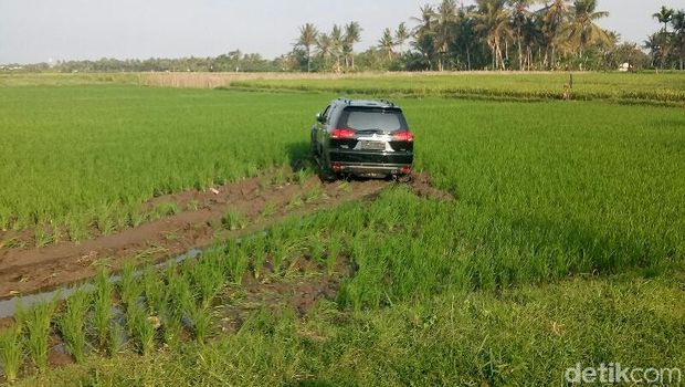 Mobil Wakil Ketua DPRD Banyuwangi masuk sawah/