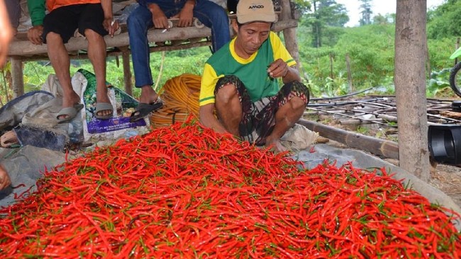 Harga Bawang dan Cabai Turun, Petani Ketar-ketir