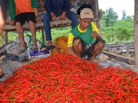 Harga Bawang dan Cabai Turun, Petani Ketar-ketir