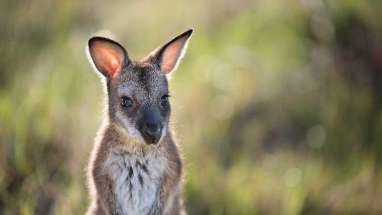 Kekeringan Di NSW Picu Ancaman Baru Bagi Kanguru Kekeringan Di NSW Picu Ancaman Baru Bagi Kanguru