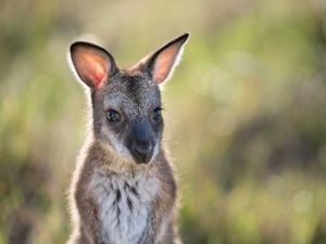 Mengapa Benua Australia Memiliki Flora dan Fauna yang Unik?