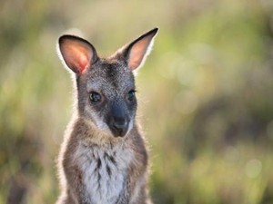 Mengapa Benua Australia Memiliki Flora dan Fauna yang Unik?