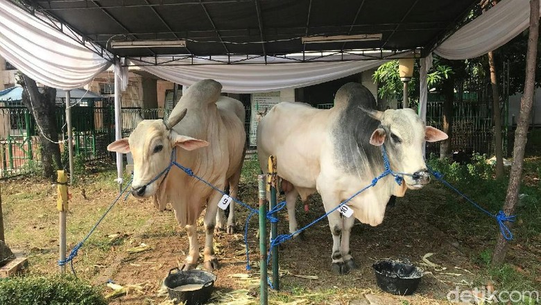 JK Serahkan Hewan Kurban Jokowi dan Miliknya ke Masjid Istiqlal JK Serahkan Hewan Kurban Jokowi dan Miliknya ke Masjid Istiqlal