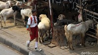 Seorang pelajar melintas di trotoar yang dipenuhi kambing.