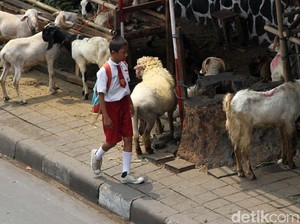 Pertimbangan Sebelum Ajak Anak Lihat Penyembelihan Hewan Kurban