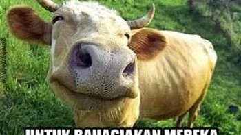 Selamat menikmati dagingku yaa, kata sapi. (Foto: internet)