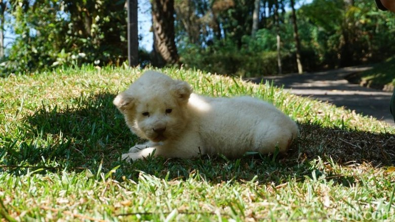 42 Koleksi Gambar Hewan Singa Hitam Putih HD Terbaru