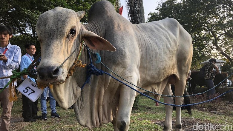 Jokowi Kurban Sapi 1,4 Ton ke Masjid di Cibinong, ini Wujudnya Jokowi Kurban Sapi 1,4 Ton ke Masjid di Cibinong, ini Wujudnya