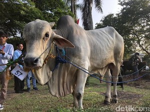 Jokowi Kurban Sapi 1,4 Ton ke Masjid di Cibinong, ini Wujudnya