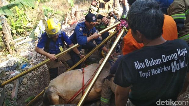 Sapi yang akan Dikurbankan di Bandung Ngamuk Masuk Sumur