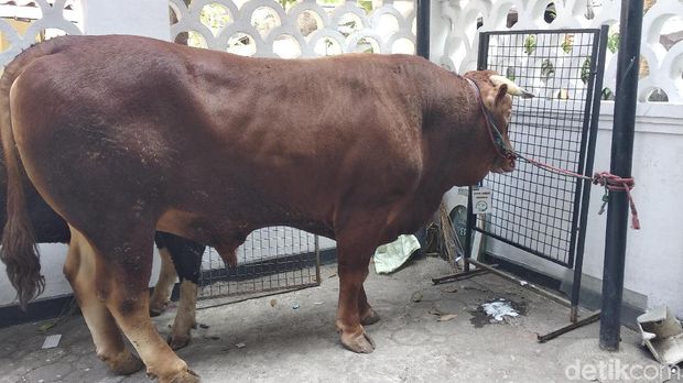 Jokowi Sumbang Sapi 850 Kilogram ke Masjid Raya Bandung