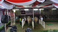 Beratnya sekitar 1,5 ton. Ini sapinya jenis PO. Umurnya sekitar 7 tahun, ya, sama kaya umut ngerawatnya, kata Jagur, perawat sapi Jokowi di Istiqlal. (Foto: Kanavino Ahmad Rizqo/detikcom)