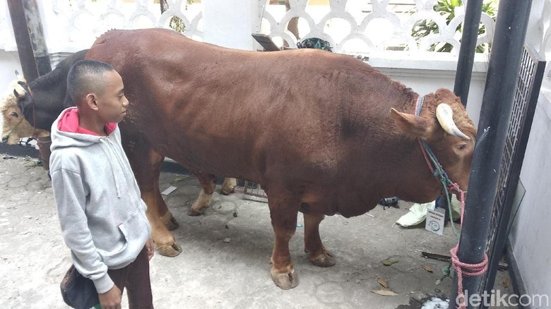 Jokowi Kurban Sapi 850 Kilogram di Masjid Raya Bandung Jokowi Kurban Sapi 850 Kilogram di Masjid Raya Bandung