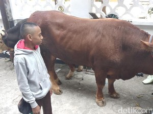 Jokowi Kurban Sapi 850 Kilogram di Masjid Raya Bandung