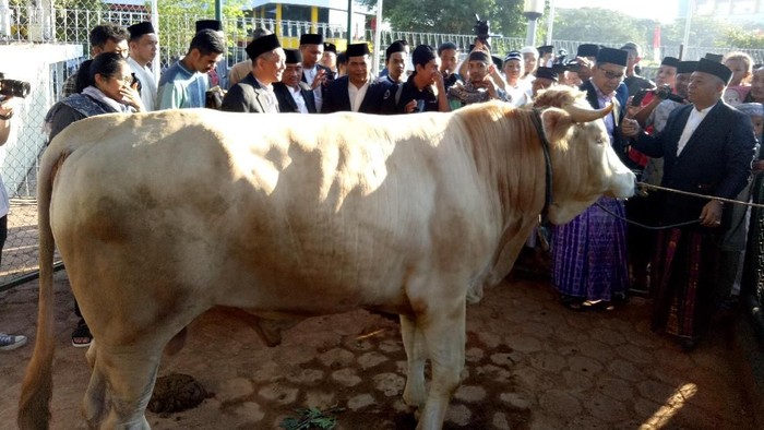 Penampakan Sapi Si Metal Jokowi di Makassar