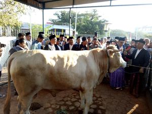 Penampakan Sapi Si Metal Jokowi di Makassar