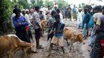 Melihat Perayaan Hari Raya Idul Adha Warga Rohingya