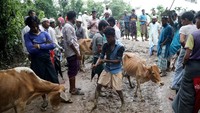 Momen saat warga akan melakukan penyembelihan hewan qurban. Mohammad Ponir Hossain/Reuters.