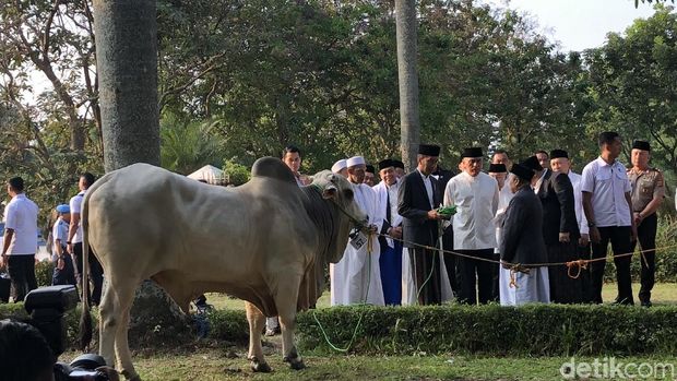 Jokowi Kurban Sapi 1,4 Ton ke Masjid di Cibinong, ini Wujudnya