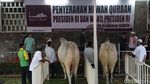 Penampakan Sapi Kurban Jokowi Seberat 1,5 Ton di Istiqlal