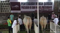 Namun, sapi Jokowi nampak lebih kekar dari sapi JK jika dilihat di bagian bokongnya. (Foto: Kanavino Ahmad Rizqo/detikcom)