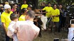Ayu Ting Ting hingga Anang dan Ashanty Potong Kambing dan Sapi