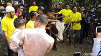 Selain kambing, Anang dan Ashanty juga menyumbang lima ekor sapi di hari raya Idul Adha.  (Saras/detikhot)