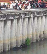 Sapi itu lepas dan terjun ke sungai di kawasan Kedung Cowek, Kenjeran.