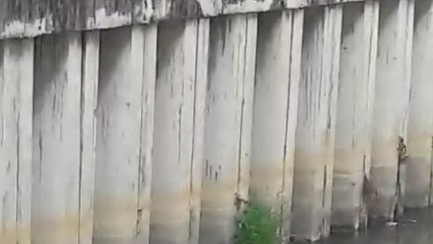 Sapi kurban yang tercebur sungai