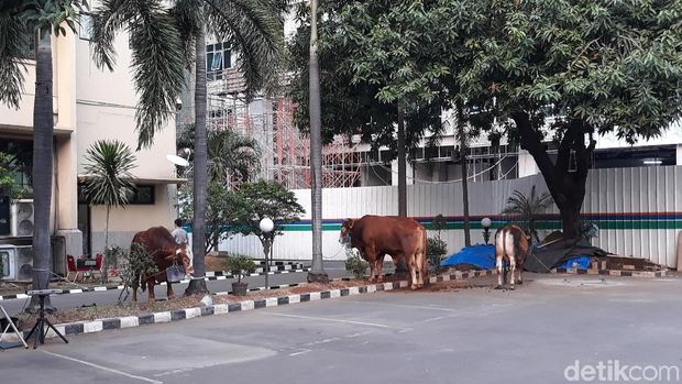 Usai Salat Id, Kapolri dan Wakapolri 'Baru' Serahkan Hewan Kurban