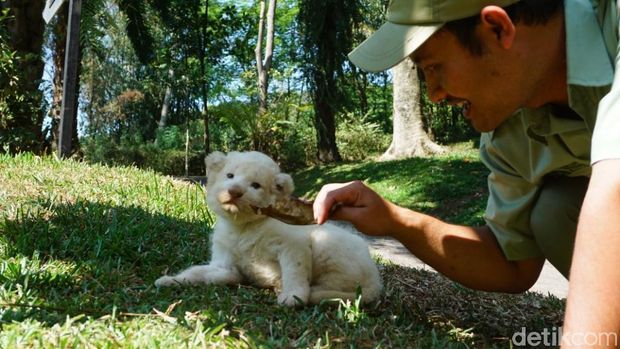 Dengan kelahiran ini, koleksi singa putih Taman Safari Prigen ada 5 ekor