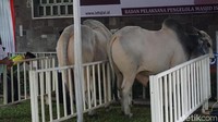 Pantauan di Masjid Istiqlal, Jakarta Pusat, Selasa (21/8/2018), sapi Jokowi ditempatkan di taman dekat Pintu Ar-Razzaq. Selain sapi Jokowi, ada juga sapi Wakil Presiden Jusuf Kalla (JK) (Foto: Kanavino Ahmad Rizqo/detikcom)