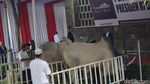 Penampakan Sapi Kurban Jokowi Seberat 1,5 Ton di Istiqlal