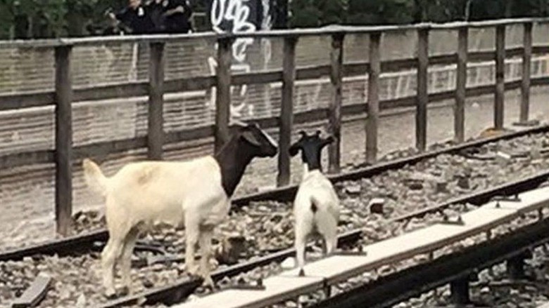 2 Kambing Keluyuran, Jalur Kereta Bawah Tanah New York Terganggu 2 Kambing Keluyuran, Jalur Kereta Bawah Tanah New York Terganggu